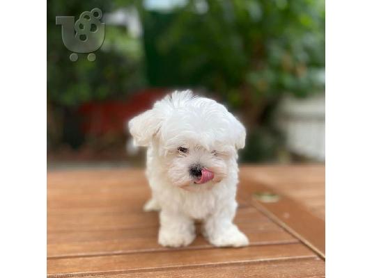 Maltese Puppies